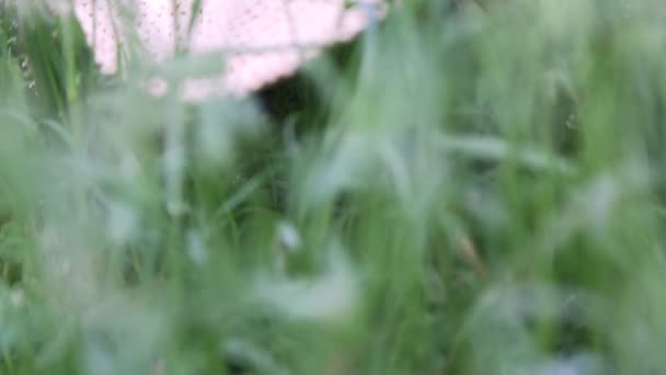 Short Footage Straw Hat Green Grass Summertime Selected Focus Blur — Stock Video