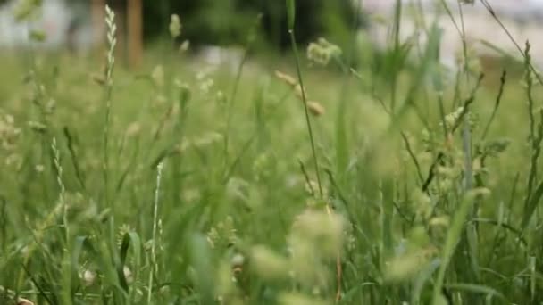 Kurze Filmaufnahmen Von Strohhut Grünen Gras Zur Sommerzeit Ausgewählte Schwerpunkte — Stockvideo