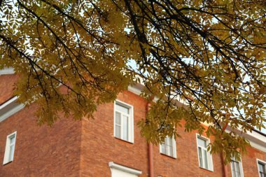 Sonbaharda kırmızı tuğla duvarlı sarı yapraklı ağaç