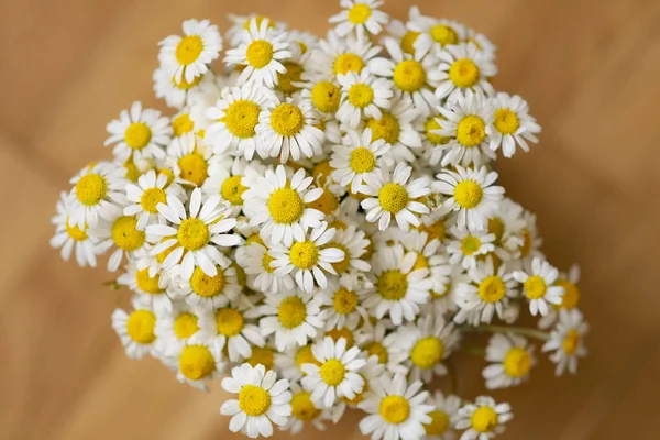 Close Daisy Romomile Flowers Light Brown Wood Floor — стоковое фото