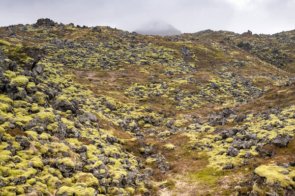 Icelandic lava field covered with green and yellow moss