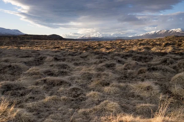 Lyme çim İzlanda'düz