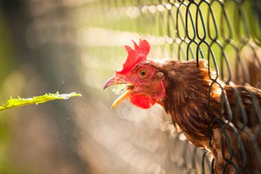 Bir çiftlikte tavuk (Gallus gallus domesticus)
