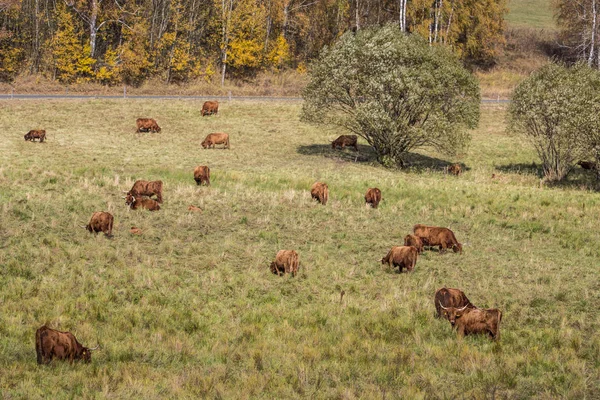 Коровы Осеннем Лугу — стоковое фото