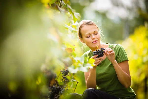 Mujer Recogiendo Uva Durante Cosecha Vino —  Fotos de Stock