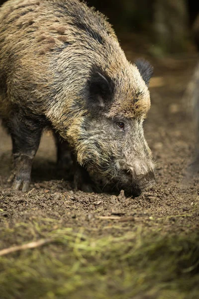 Wildschweine Sus Scrofa — Stockfoto