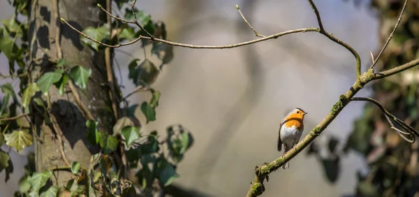 Robin Europeu Erithacus Rubecula Conhecido Simplesmente Como Robin Robin Redbreast — Fotografia de Stock