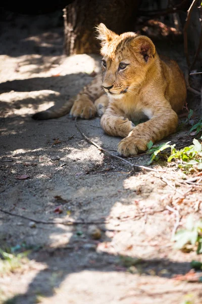 Sdraiato Carino Cucciolo Leone — Foto Stock