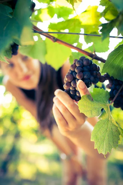 Grapes Vineyard Being Checked Female Vintner — Stock Photo, Image