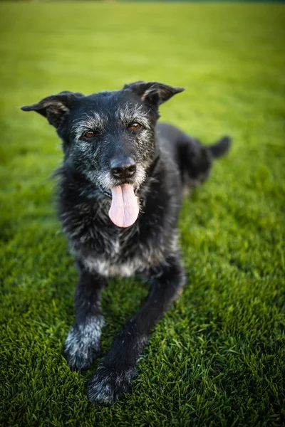 Portrait Black Dog Resting Running Fast Outdoors Shallow Dof Sharp — Stock Photo, Image