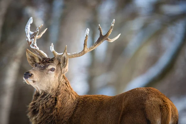 Elk Ταύρο Ένα Σύμπλεγμα Δομών — Φωτογραφία Αρχείου