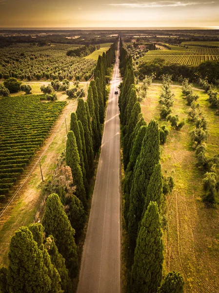 Callejón Ciprés Con Carretera Rural Toscana Italia — Foto de Stock