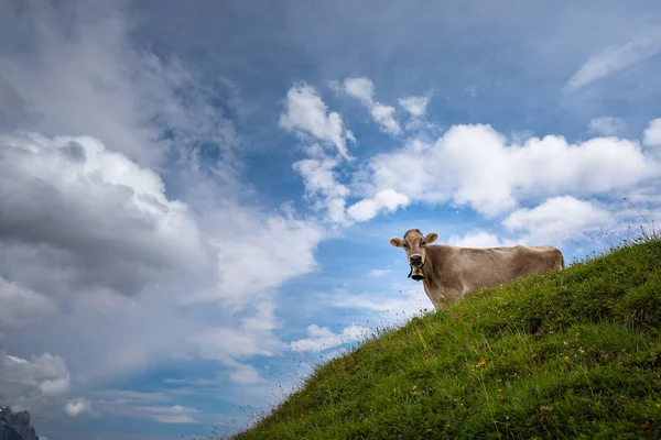 Vacas Montanha Marrom Pastando Pasto Alpino Nos Alpes Berneses Verão — Fotografia de Stock
