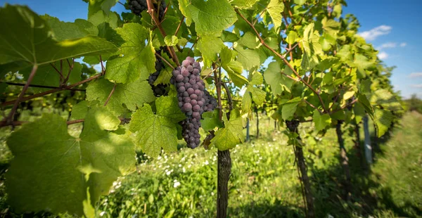 暖かい午後の光の中で古いつるからハング赤ワインブドウの大規模な束 — ストック写真