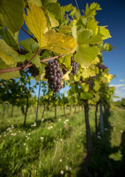 下午温暖的阳光下 一丛丛红葡萄酒挂在老葡萄藤上 — 图库照片