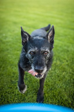 Hızlı açık havada çalışan, frizbi (sığ Dof, keskin odak ile oynarken bir kara köpeğin portresi