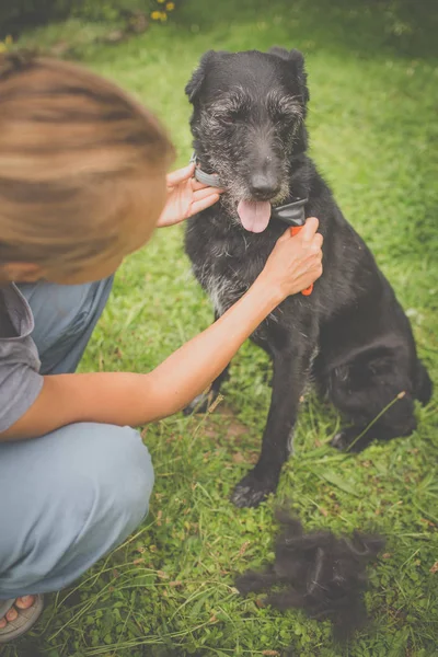 Pentear Pele Cão Preto — Fotografia de Stock