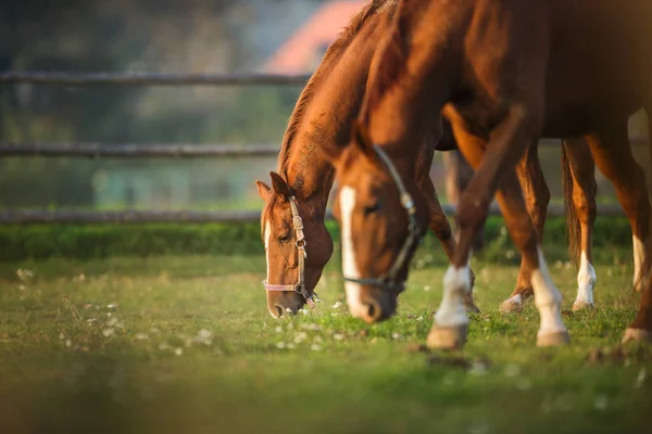 放牧馬 — ストック写真