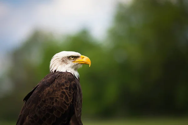 Portret Van Een Trotse Majestueuze American Bald Eagle — Stockfoto