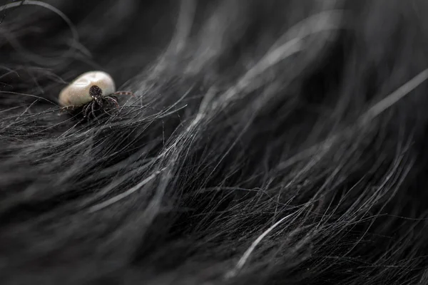 Tick Dog Fur Sucking His Blood Dangerous Parasite Carrier Multiple — Stock Photo, Image