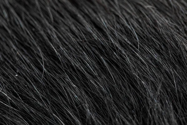 黒い犬の毛皮マクロ クローズ アップ ビュー — ストック写真