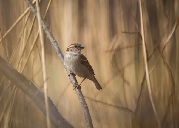 Haussperling Passer Domesticus — Stockfoto