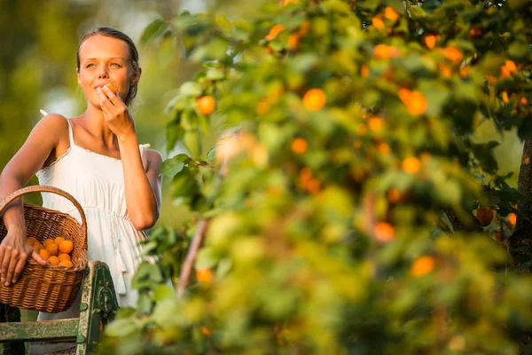 Mooie Jonge Vrouw Plukken Abrikozen Verlicht Door Warme Zomeravond Licht — Stockfoto