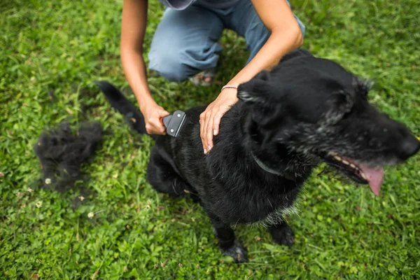 Pettinare Pelliccia Cane Yougn Donna Pettinare Pelliccia Del Suo Cane — Foto Stock