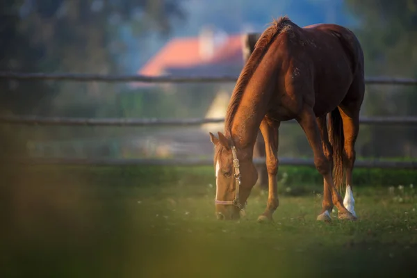 Horses Grazing Pasture — Stock Photo, Image