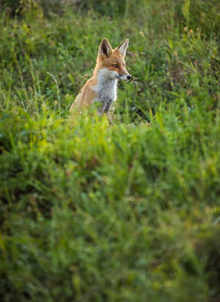 Raposa Vermelha Seu Habitat Natural Tiro Vida Selvagem — Fotografia de Stock