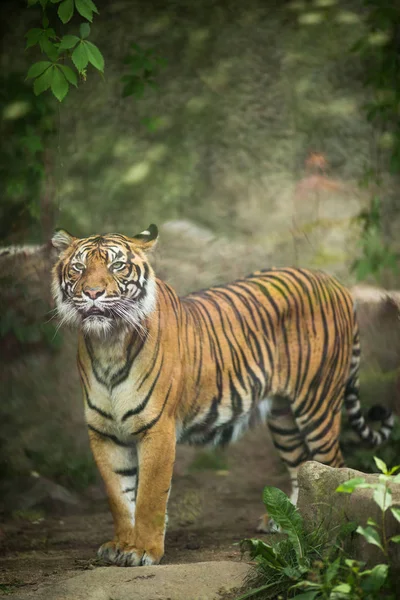 Closeup Tigre Siberiano Também Conhecido Como Tigre Amur Panthera Tigris — Fotografia de Stock