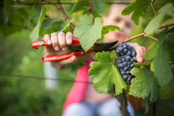 Hands Female Vintner Harvesting Red Vine Grapes Color Toned Image — Stock Photo, Image