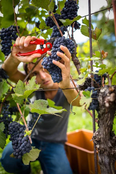 彼のブドウ畑でブドウを収穫するハンサムな若いワイン醸造者 カラートーン画像 — ストック写真
