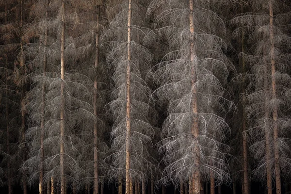 Floresta Escura Mágica Inverno — Fotografia de Stock