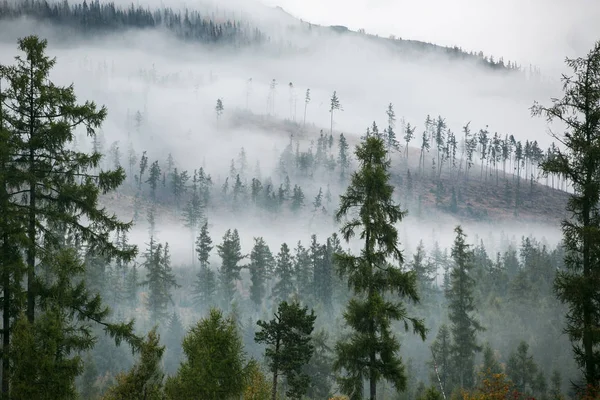 Bosque Niebla Como Fondo Hermoso Paisaje Natural Tiempo Verano — Foto de Stock