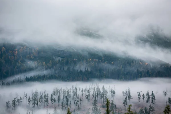 Δάσος Στην Ομίχλη Φόντο Όμορφο Φυσικό Τοπίο Κατά Θερινή Ώρα — Φωτογραφία Αρχείου