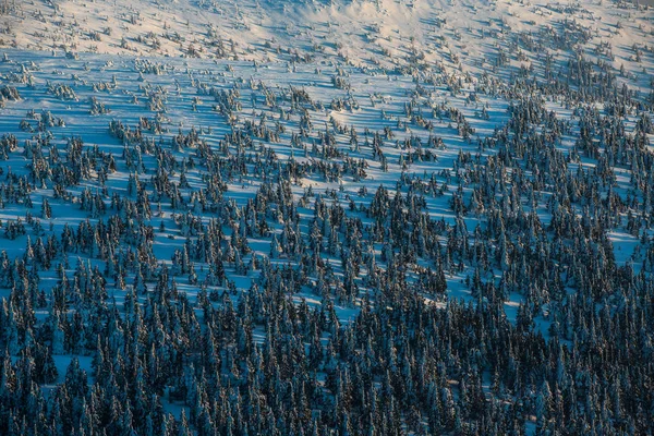 Téli Hegyi Erdő Alpesi Táj Hegyek Fák Borított — Stock Fotó