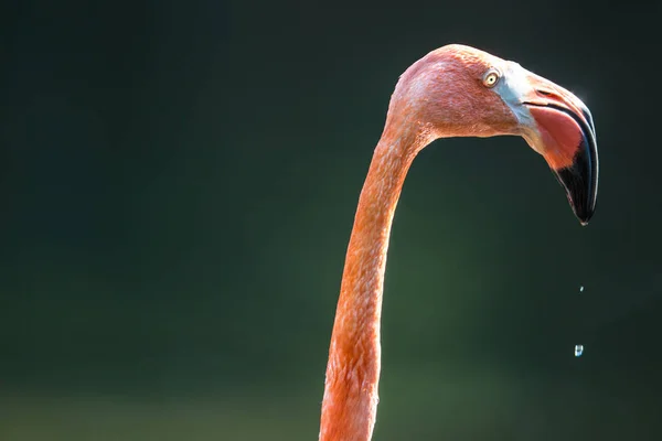 Zbliżenie Portret Piękne Różowe Flamingi — Zdjęcie stockowe