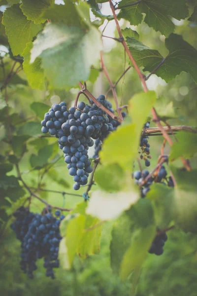 Preciosas Uvas Maduras Rojas Viñedo Imagen Tonificada Color —  Fotos de Stock