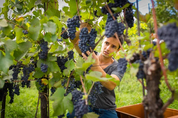 Красивый Молодой Винодел Собирает Виноград Винограднике Цветное Тонированное Изображение — стоковое фото