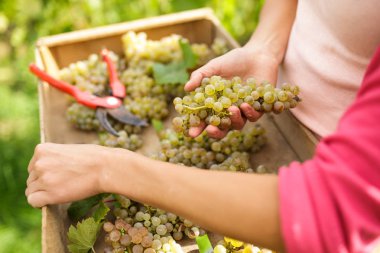Beyaz üzüm hasat eden bir kadın şarap tüccarının elleri (renk tonlu görüntü))