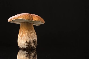 Sonbahar mantar üzerinde parlak siyah izole