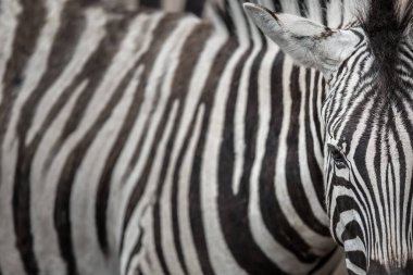 Zebra - biz bu hayvan hayran benzersiz deri desen aksanı ile yakından görmek