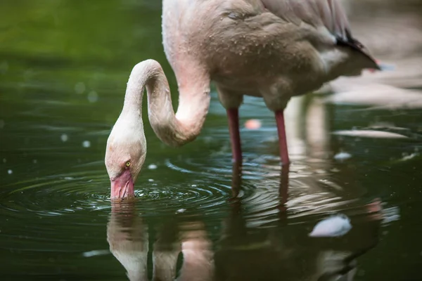 Розовый Фламинго Питается Воде Фильтруя Воду Клювом — стоковое фото