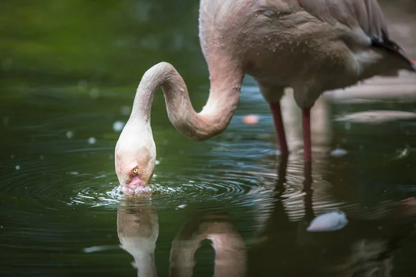 Pink Flamingo Karmienie Wodzie Filtrowanie Wody Jego Dziób — Zdjęcie stockowe