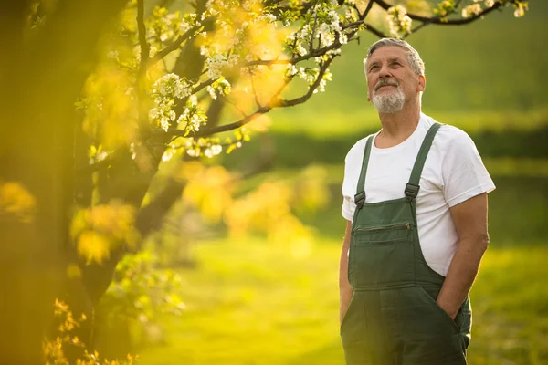 Portret Van Oudere Man Tuinieren Zorgen Voor Zijn Mooie Boomgaard — Stockfoto