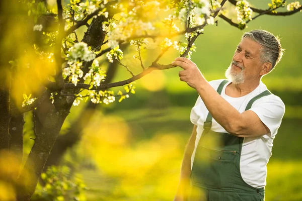 Πορτρέτο Του Ηλικιωμένου Κηπουρού Φροντίζοντας Τον Υπέροχο Οπωρώνα Του Απολαμβάνοντας — Φωτογραφία Αρχείου