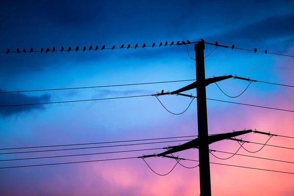 Gün Batımı Mavi Gökyüzü Arka Plan Üzerinde Yüksek Gerilim Kablolarının — Stok fotoğraf