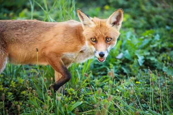 Červená Liška Svém Přirozeném Prostředí Divoká Zvěř — Stock fotografie