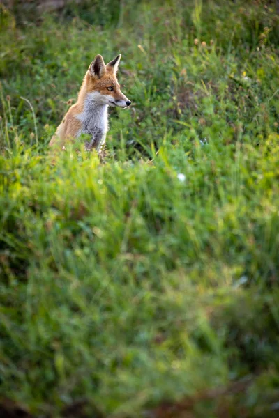 Volpe Rossa Nel Suo Habitat Naturale Colpo Fauna Selvatica — Foto Stock